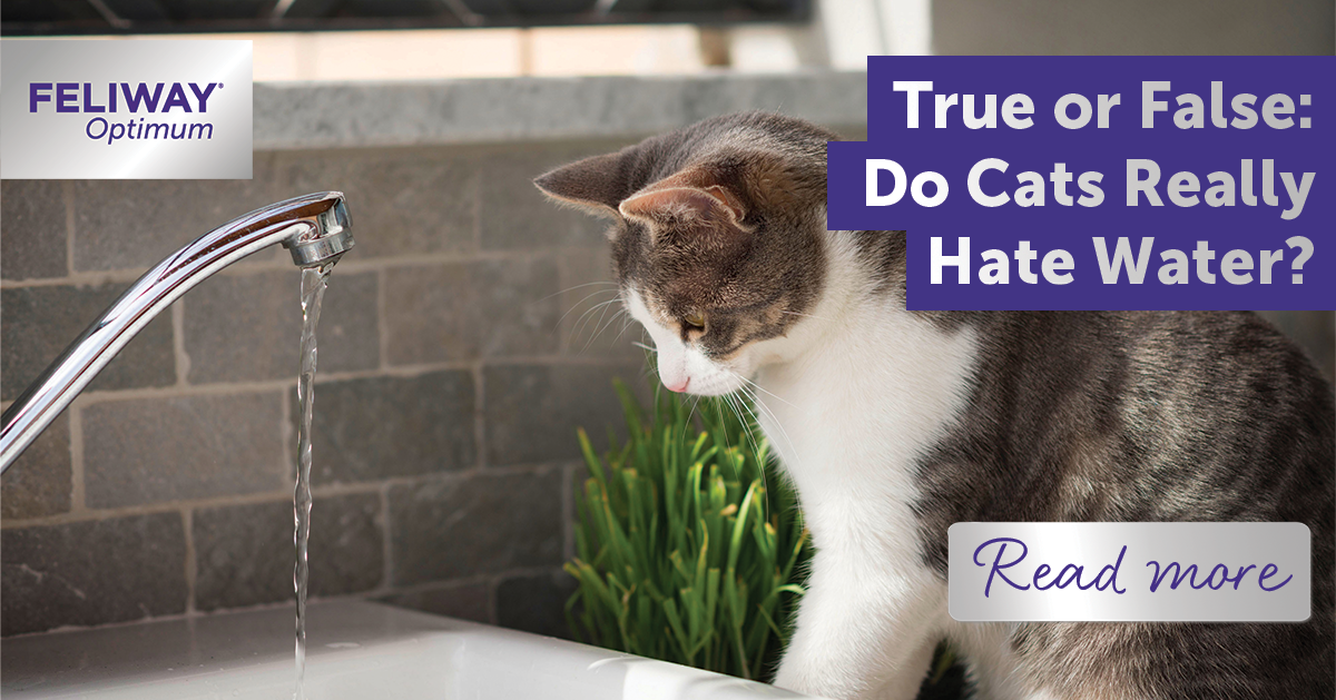 True or False Do Cats Really Hate Water?